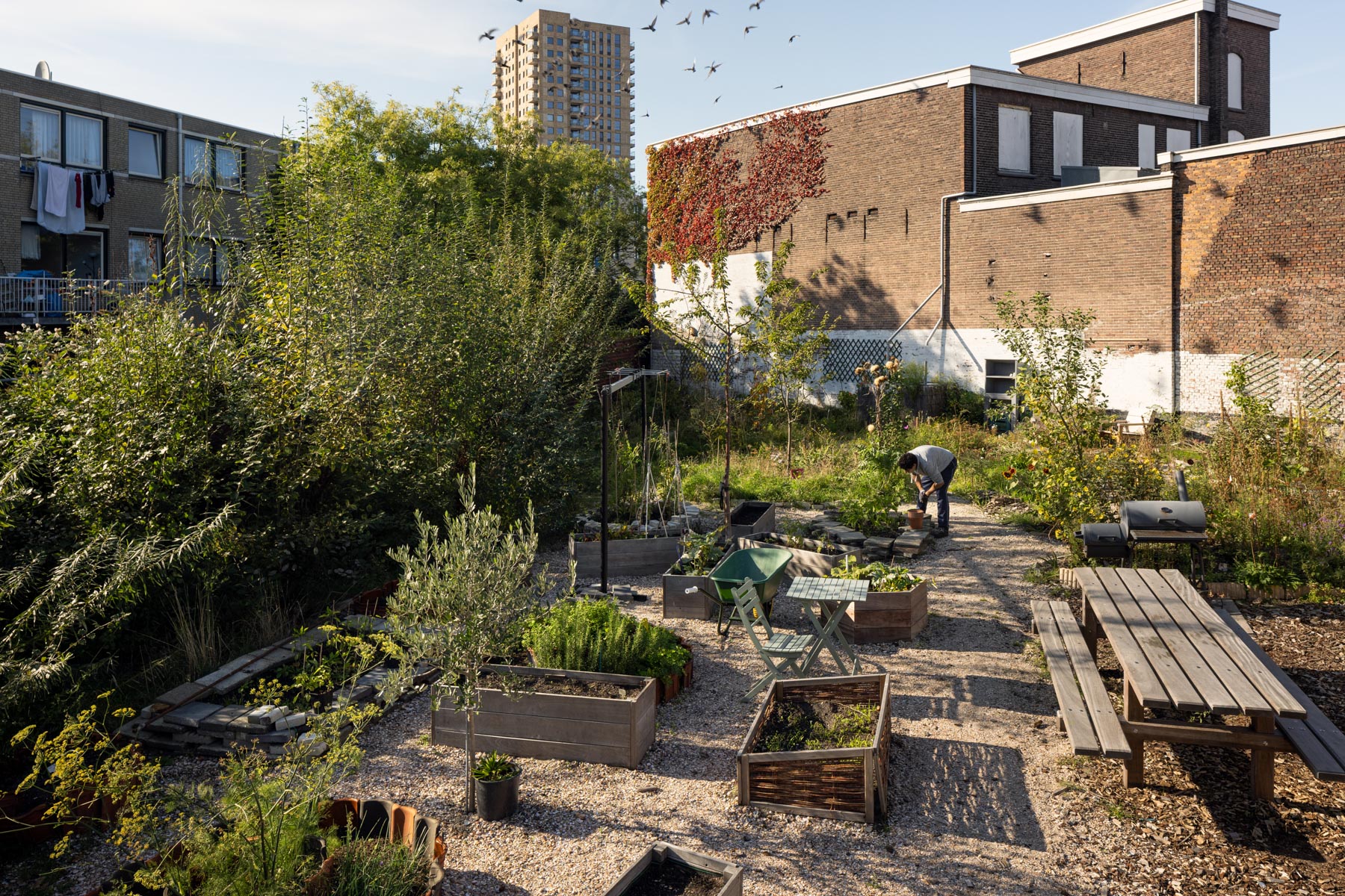 buerttuin zusterstraat moestuin