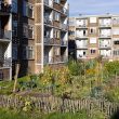 groene matties mengelmoestuin in Den Haag zuidwest