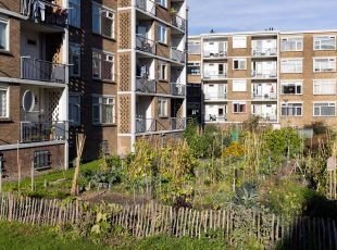 groene matties mengelmoestuin in Den Haag zuidwest